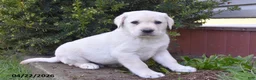 Labrador Retriever dogs for sale: Weston - Ad 1