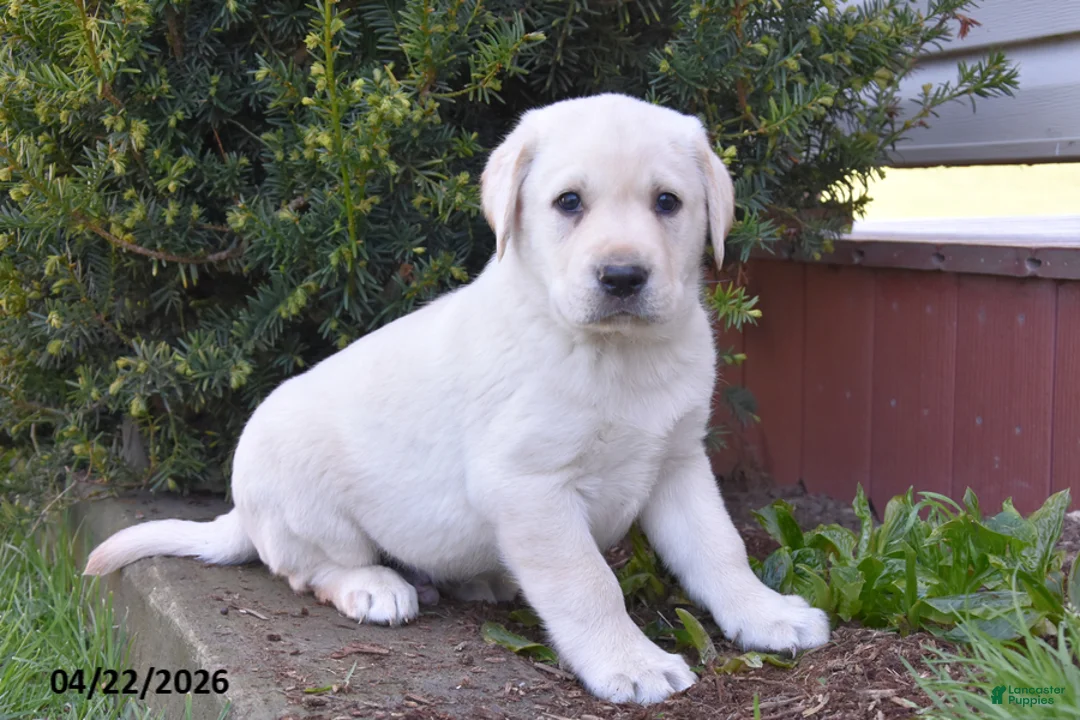 Labrador Retriever dogs for sale: Weston - Ad 1