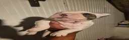 French Bulldog dogs for sale: French Bulldog Girl  - Ad 3