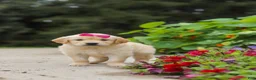 Golden Retriever dogs for sale: Bonnie - Ad 5