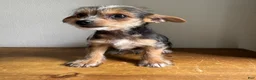Chorkie dogs for sale: Lenny - Ad 3