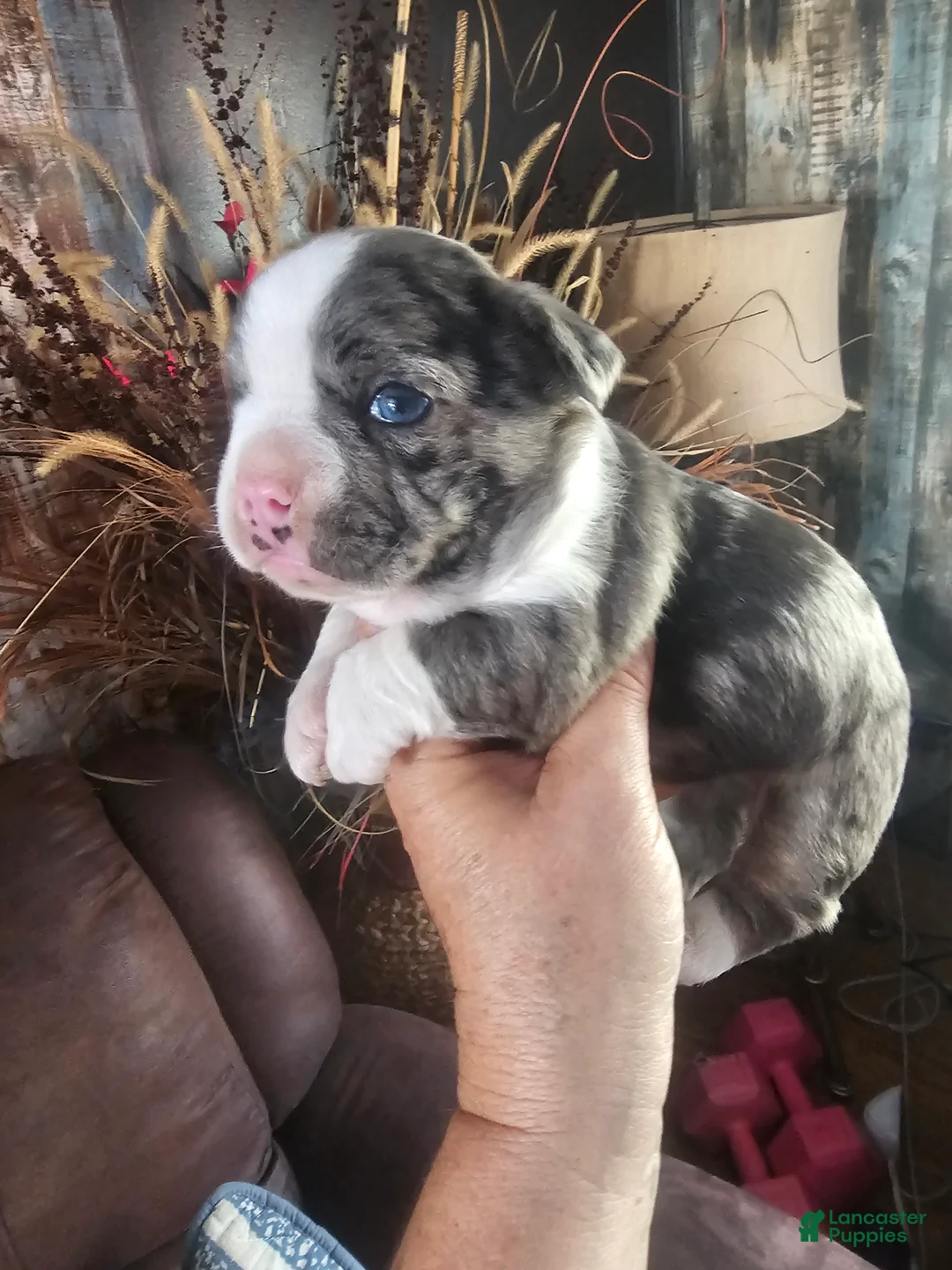 Frenchton dogs for sale: Rambo Frenchton Puppy 1 - Ad 2