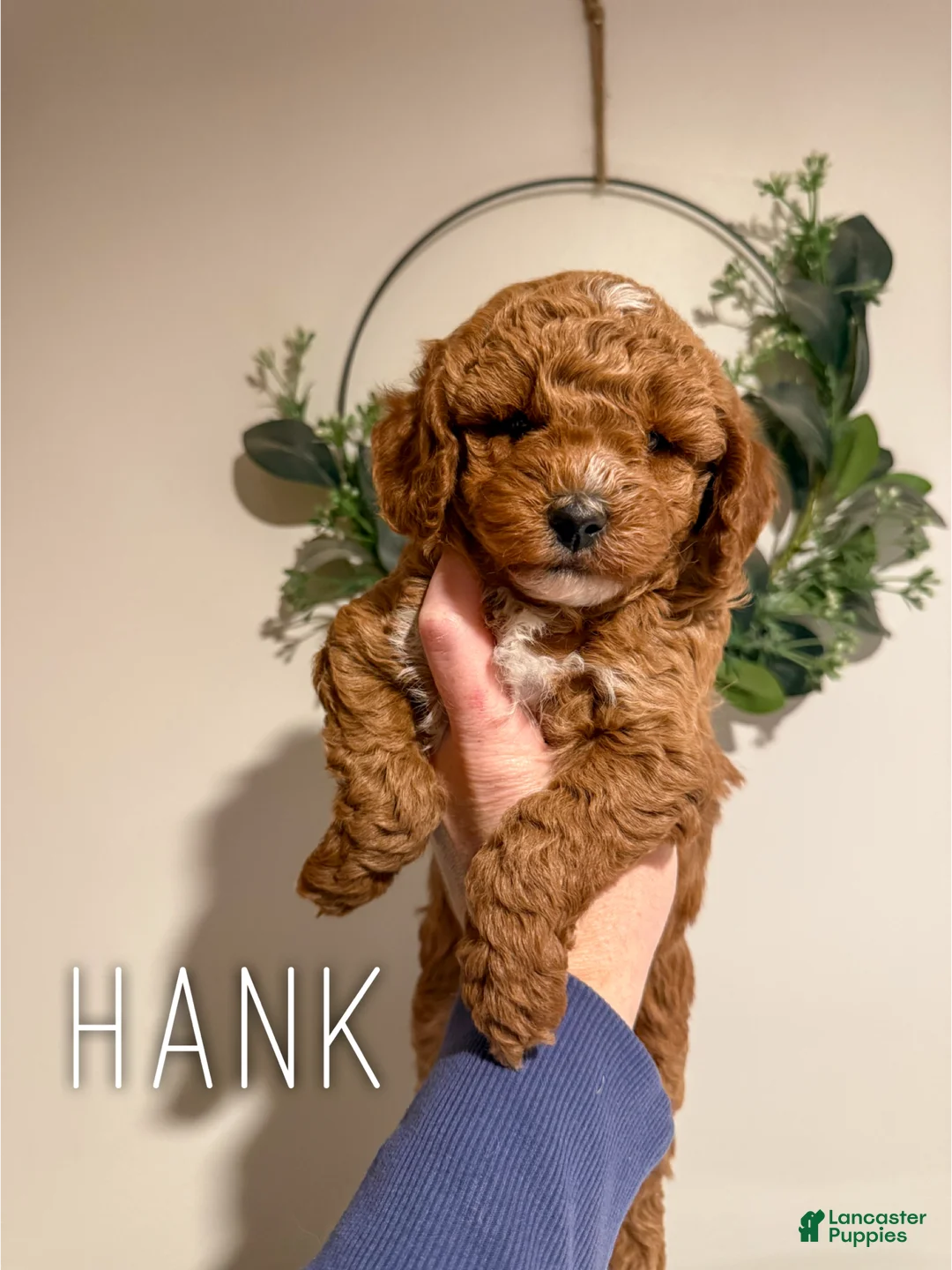Cavapoo dogs for sale: Hank - F1b - Ad 2