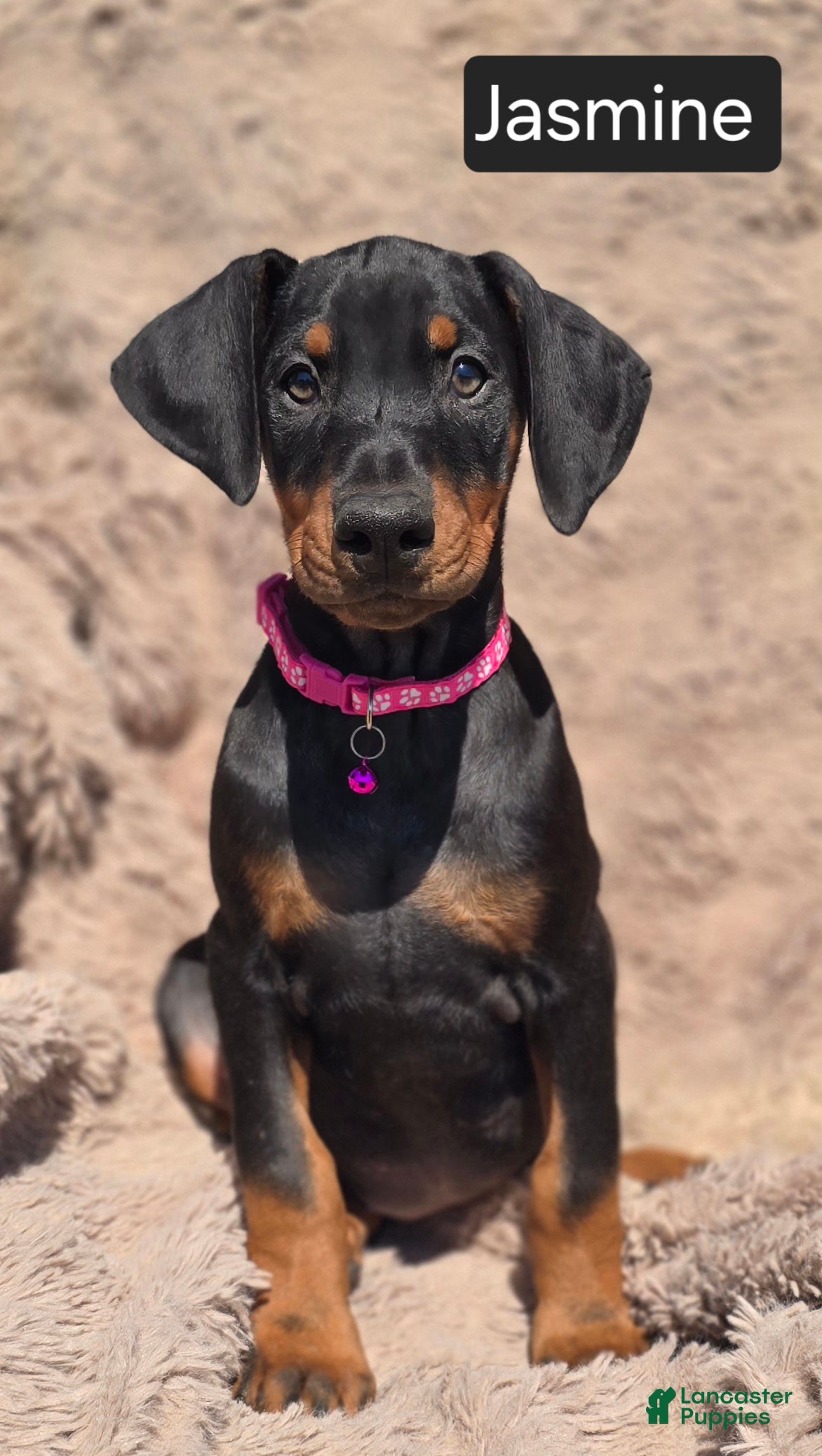Doberman Pinscher dogs Jasmine  - Ad 1