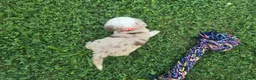 Toy Australian Shepherd dogs for sale: Boy 3 - Ad 4