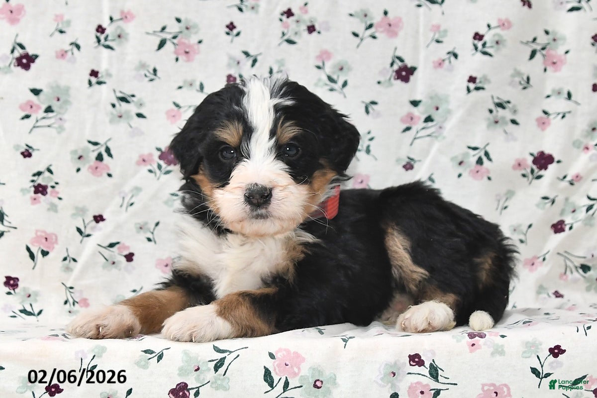 Bernedoodle dogs Boo - Ad 2