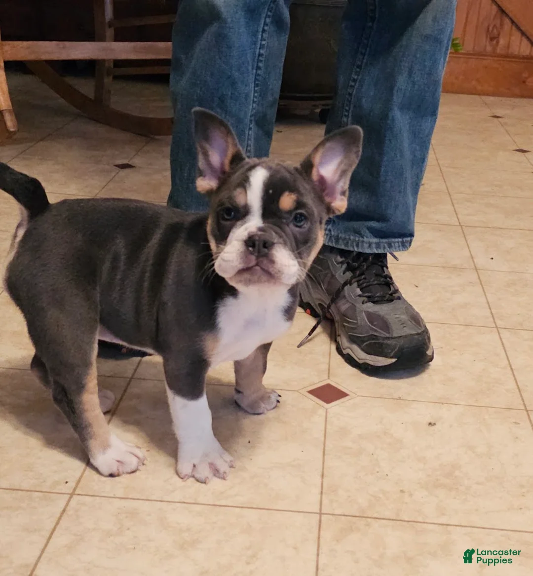 Mixed Breed dogs for sale: Mini Bulldog Blue Tri-color - Ad 2