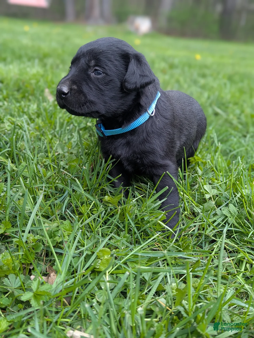 Labrador Retriever dogs for sale: Molly - Ad 2