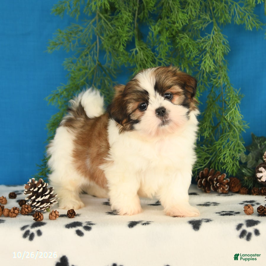 Shih Tzu dogs for sale: Carter - Ad 2