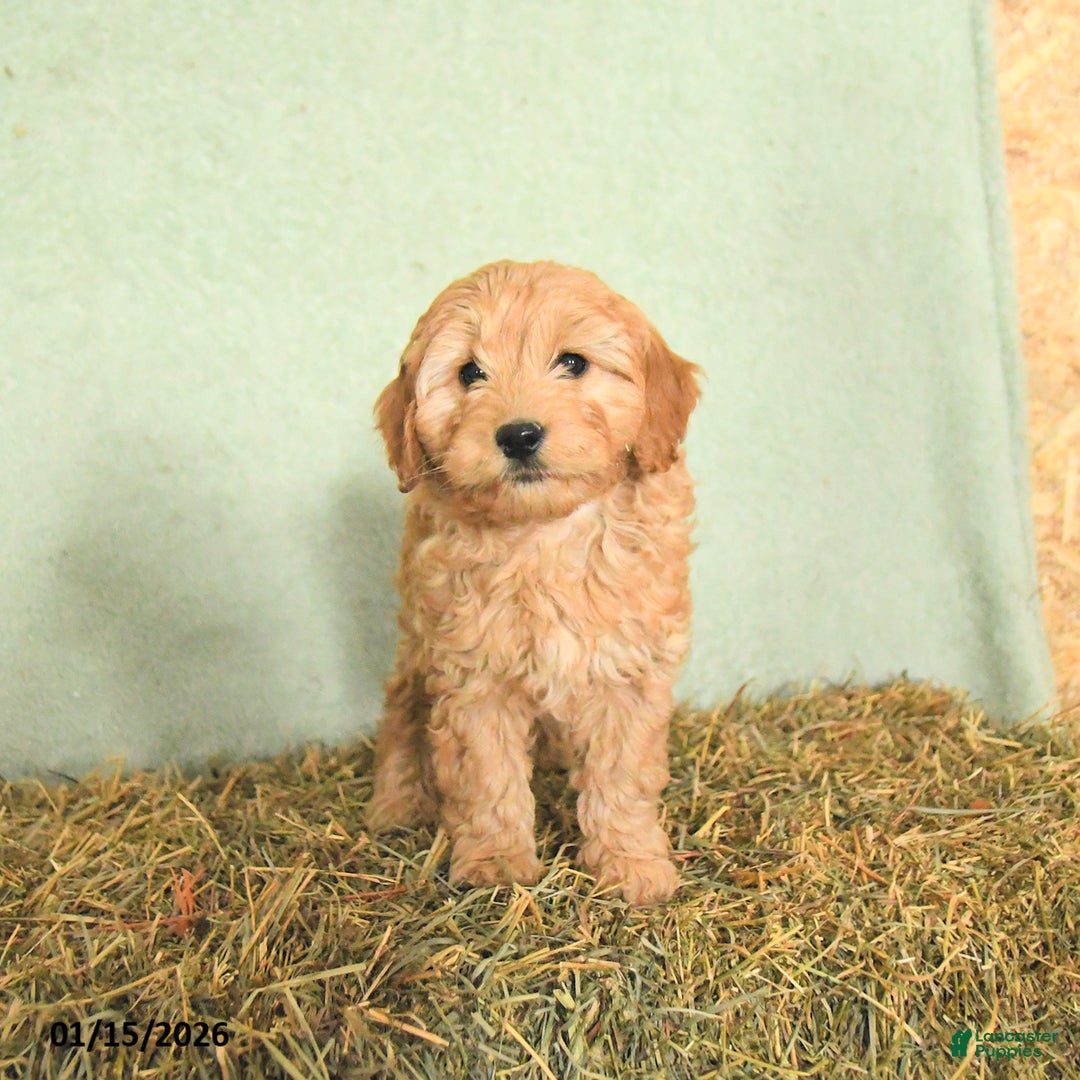 Mini Goldendoodle dogs for sale: Brooks  - Ad 4
