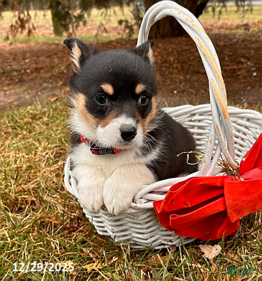 Welsh Corgi Pembroke dogs for sale: Coconut - Ad 1