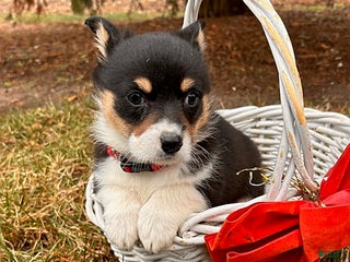 Welsh Corgi Pembroke dogs Coconut - Ad 10