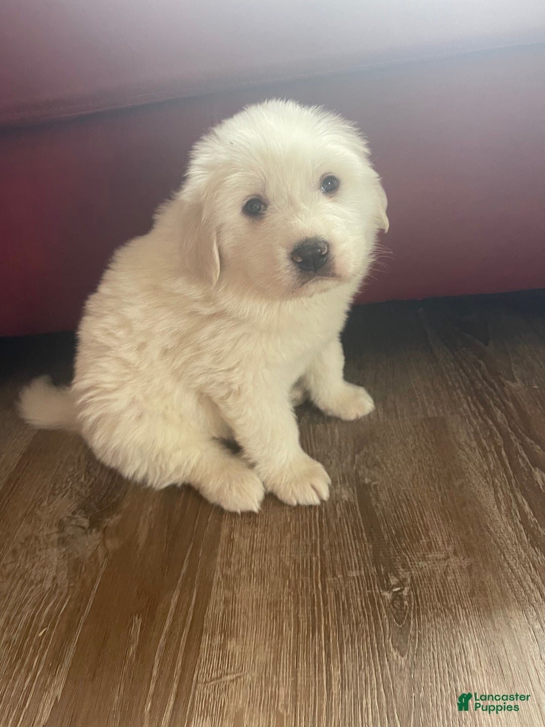 Great Pyrenees dogs for sale: Great Pyrenees litter of 10 puppies - Ad 4