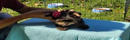 Yorkshire Terrier dogs for sale: Yorkshire Terrier 3 - Ad 4