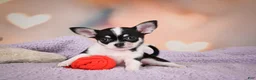Chihuahua dogs for sale: MAPLE - Ad 5
