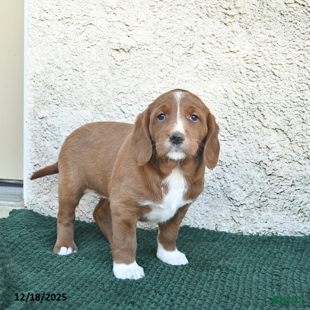 Labradoodle dogs for sale: Jingle  - Ad 4