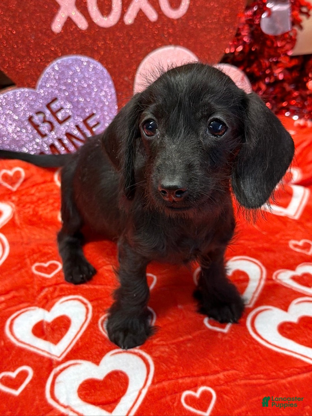Miniature Dachshund dogs for sale: Ebony - Ad 1