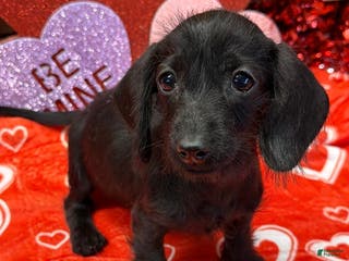 Miniature Dachshund dogs Ebony - Ad 6