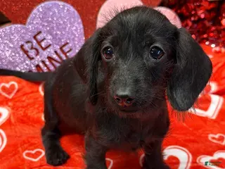 Miniature Dachshund dogs Ebony - Ad 17