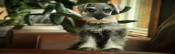 Miniature Schnauzer dogs for sale: Qeleigh Miniature Schnauzer  - Ad 10