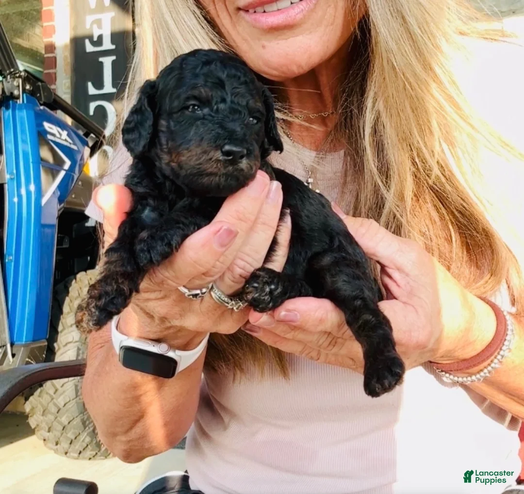 Miniature Poodle dogs for sale: Boy 1 - Ad 1