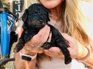 Miniature Poodle dogs Boy 1 - Ad 19