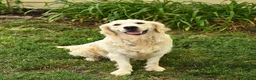 Golden Retriever dogs for sale: Alonzo - Ad 4