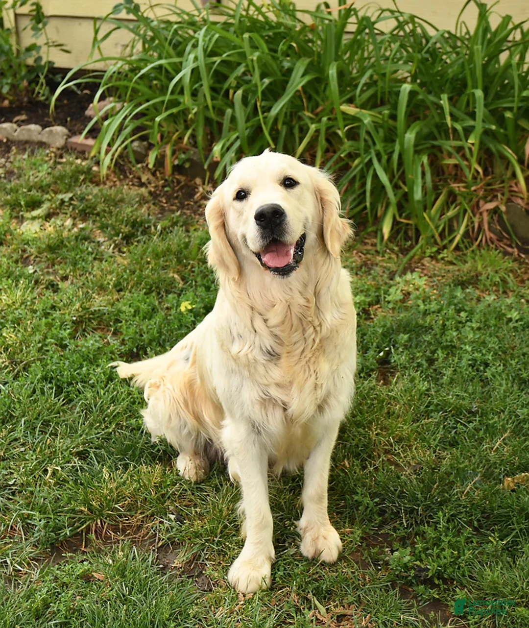 Golden Retriever dogs for sale: Alonzo - Ad 4