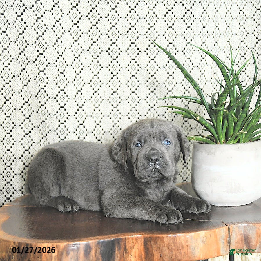Cane Corso dogs Tank - Ad 8