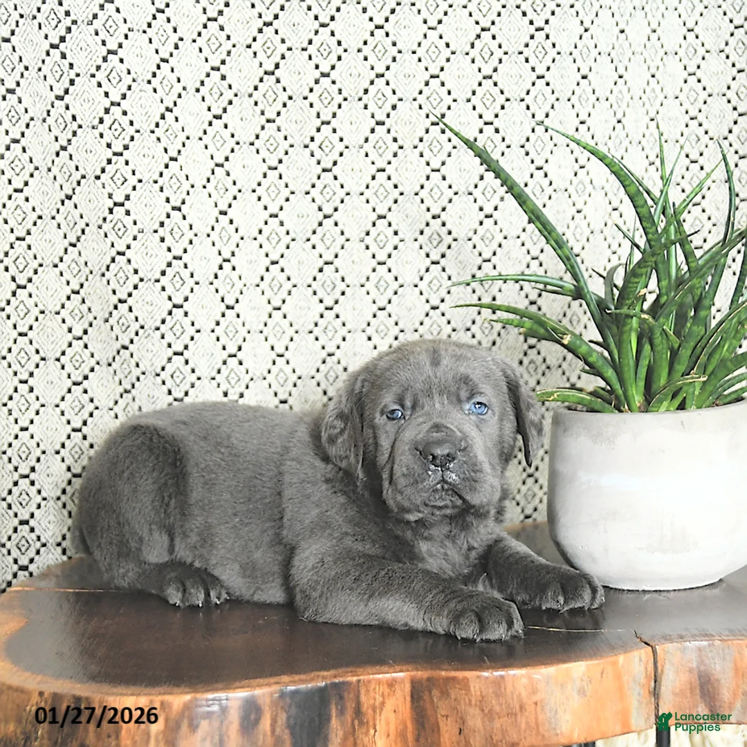 Cane Corso dogs for sale: Tank - Ad 1