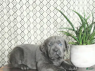 Cane Corso dogs Tank - Ad 8