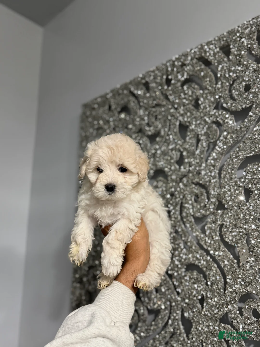Maltipoo dogs for sale: Storm - Ad 1