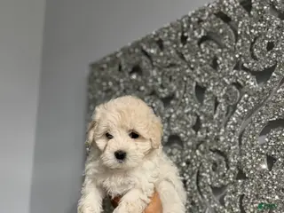 Maltipoo dogs Storm - Ad 17