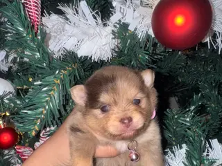 Mixed Breed dogs Koalani - Ad 33