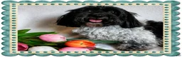 Coton De Tulear dogs for sale: Magnolia - Ad 4