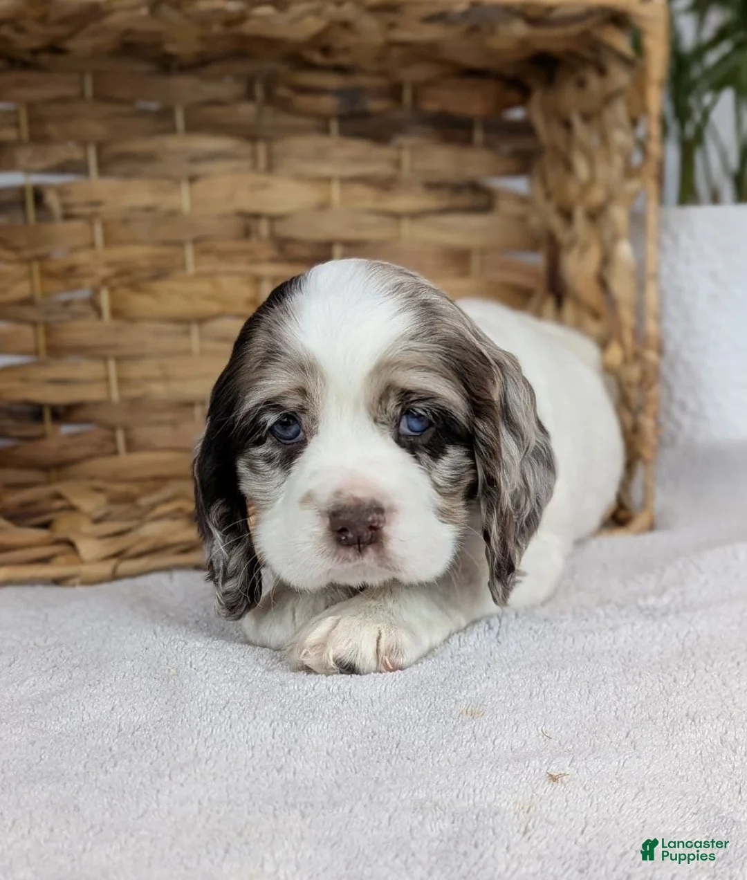 Cocker Spaniel dogs for sale: Cocker Spaniel Puppy 3 - Ad 10