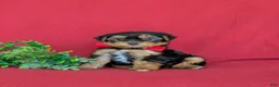 Shorkie dogs for sale: MacDuff Hypoallergenic - Ad 5