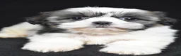 Shih Tzu dogs for sale: Gina - Ad 3