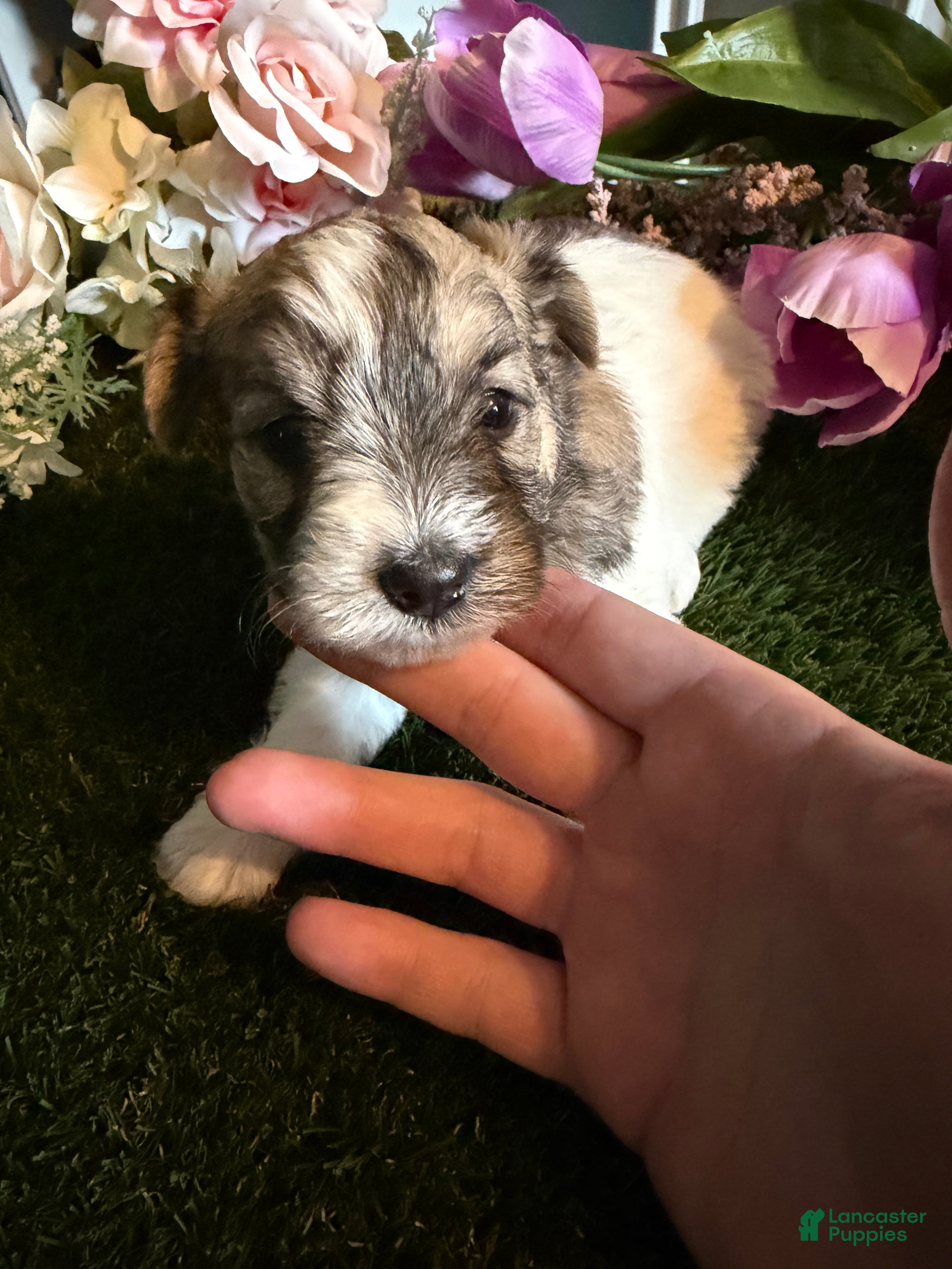 Mixed Breed dogs Girl 3 - Ad 1