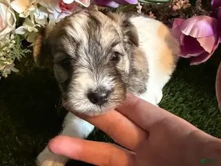 Mixed Breed dogs for sale: Girl 3 - Ad 2
