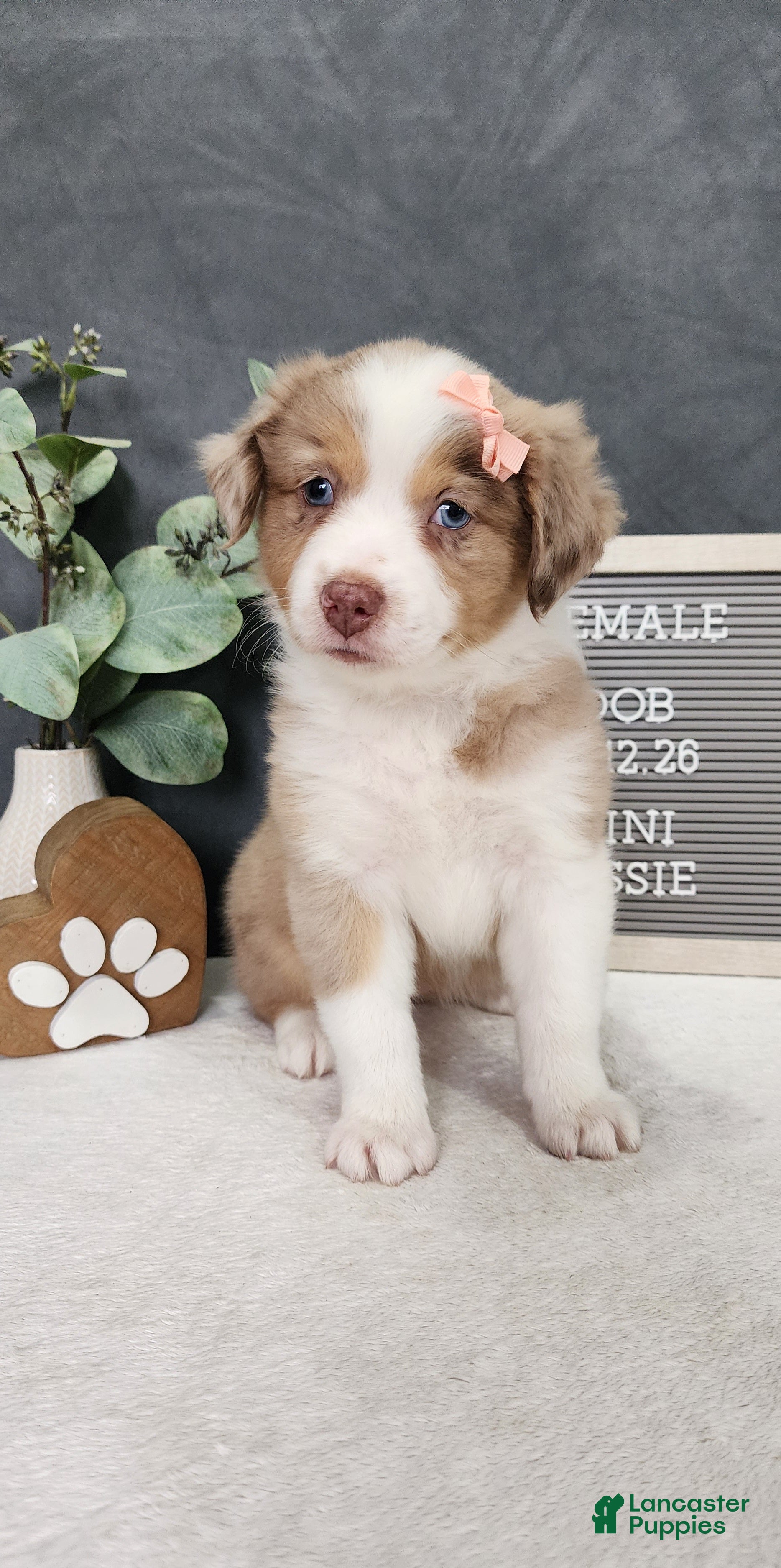 Miniature Australian Shepherd dogs Grace - Ad 1