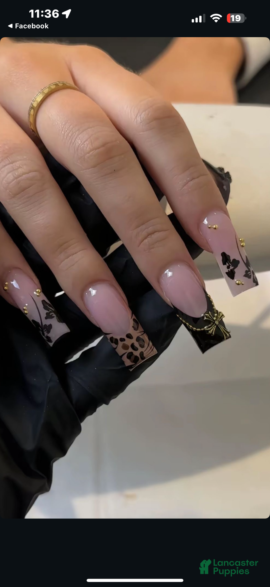 Mixed Breed dogs for sale: Fareed - Ad 4