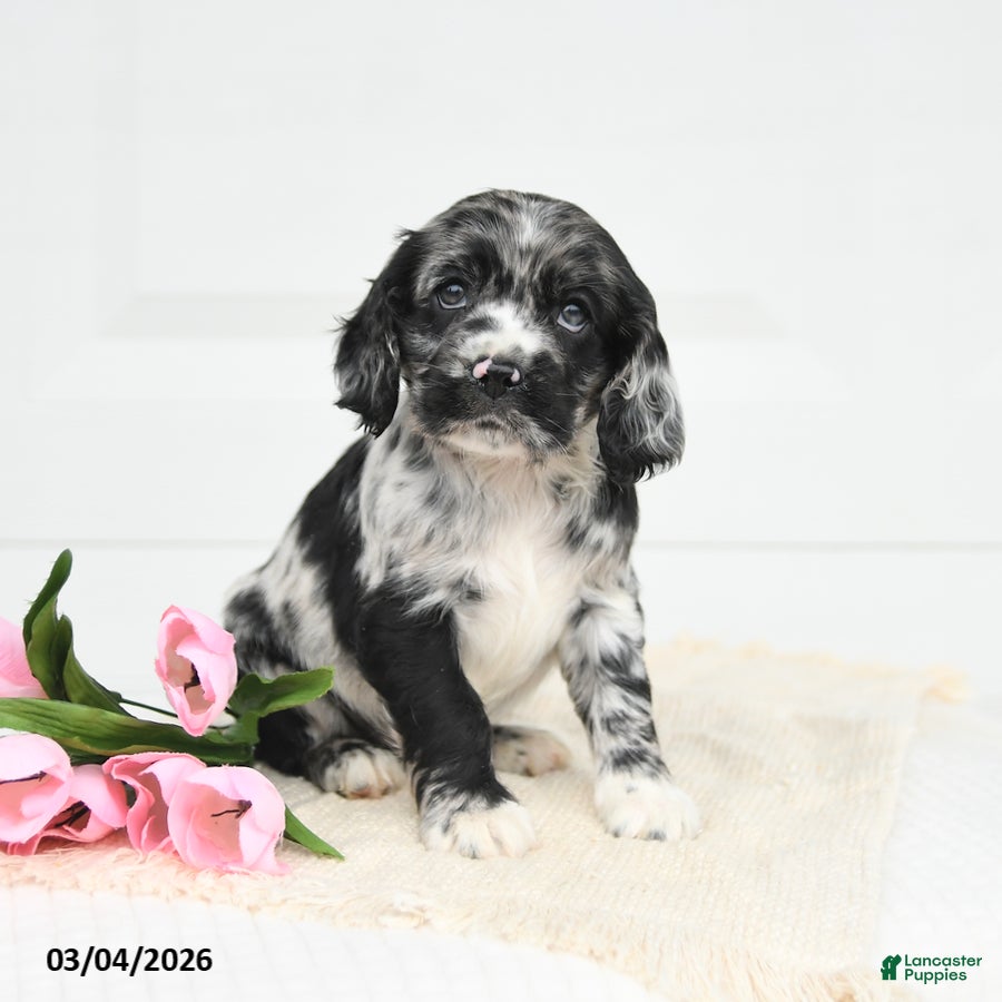 English Cocker Spaniel dogs Freddie - Ad 2