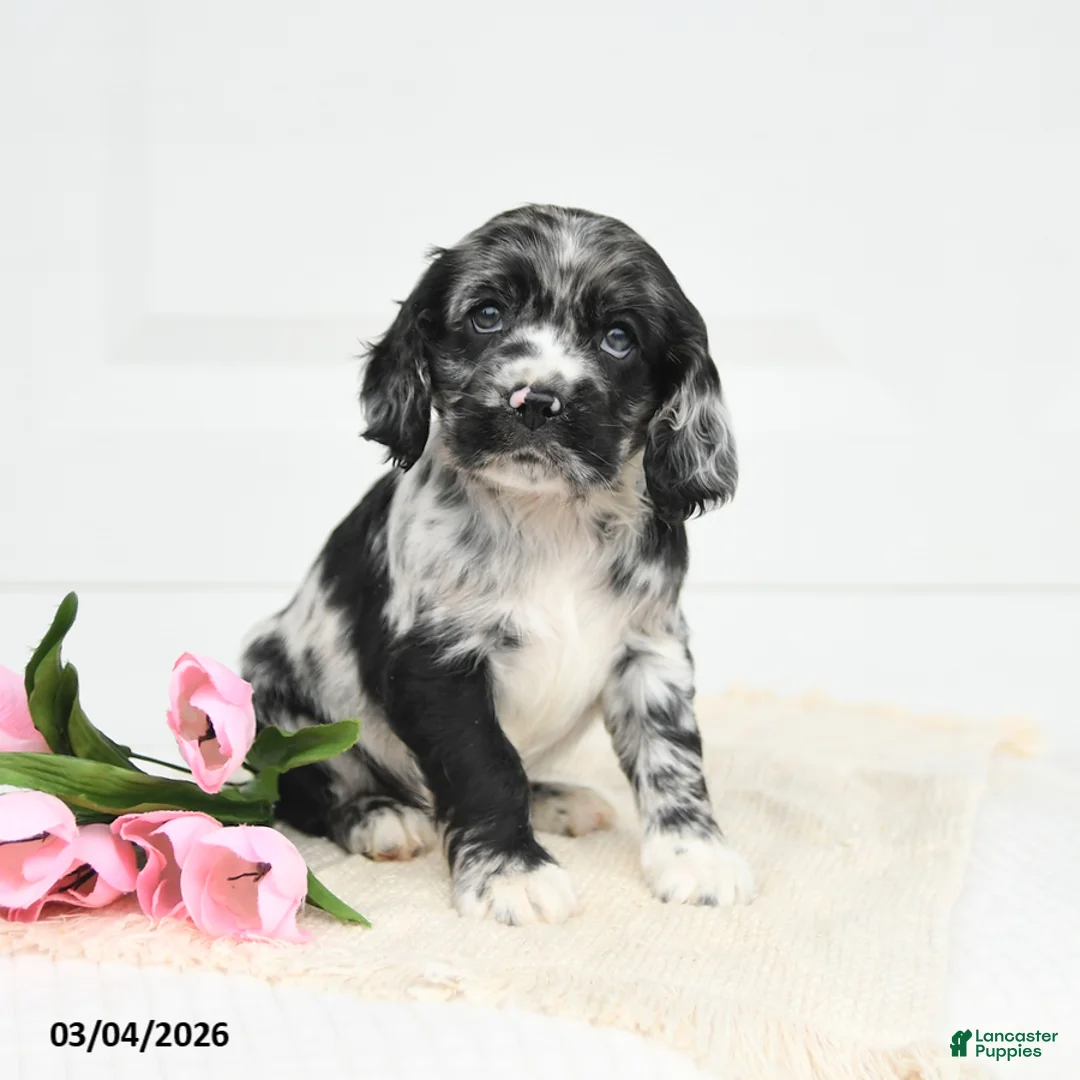 English Cocker Spaniel dogs for sale: Freddie - Ad 2