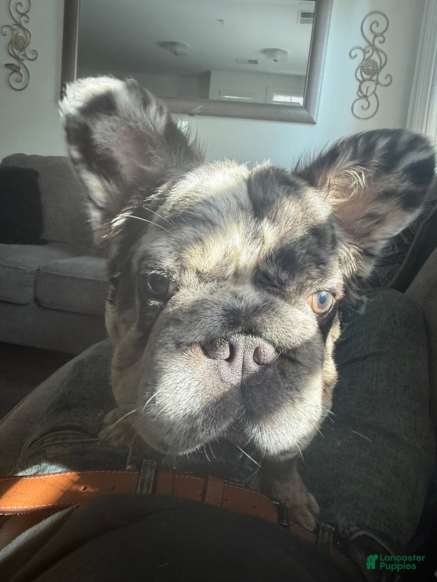 French Bulldog dogs for sale: Female fluffy French Bulldog  - Ad 1