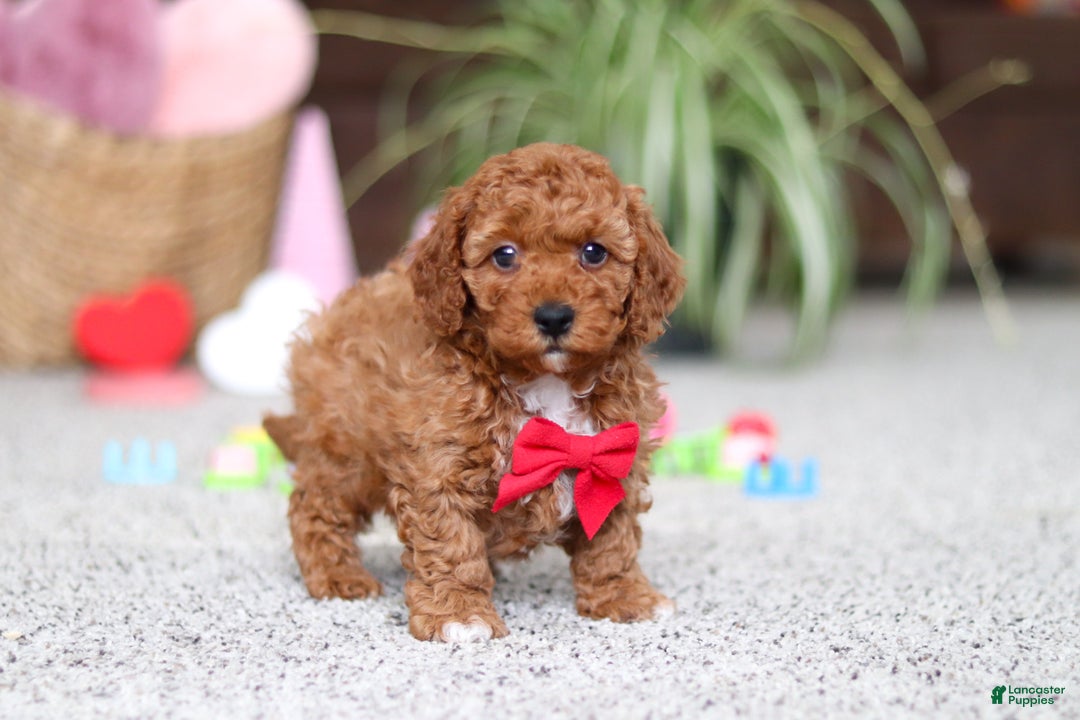 Cavapoo dogs for sale: Austin - Ad 5