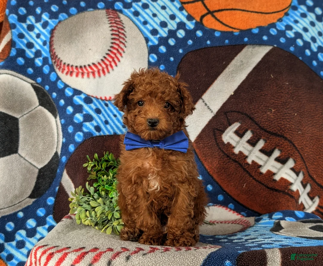Toy Poodle dogs for sale: Cruz - Ad 1