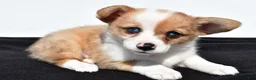 Mixed Breed dogs for sale: Oscar - Ad 3