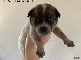 Australian Cattle Dog dogs - Ad 28