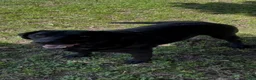 Labrador Retriever dogs for sale: Labrador Retriever Black Male 4 - Ad 2